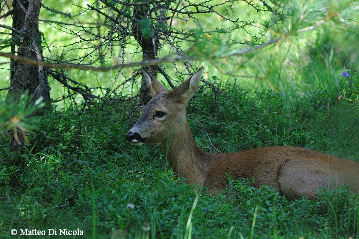 Capriolo svizzero